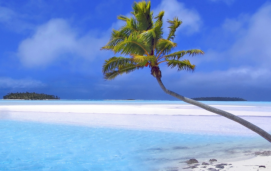 palm tree on a beautiful tropical beach